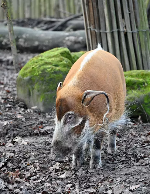 Pinselohrschwein