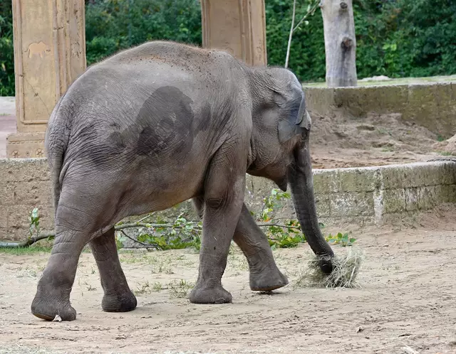 Asiatischer Elefant