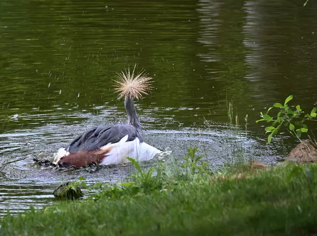 Hier sieht man schön die "Krone" vom Kronenkranich