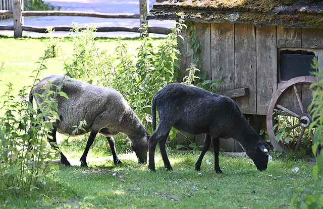Pommersches Landschaf