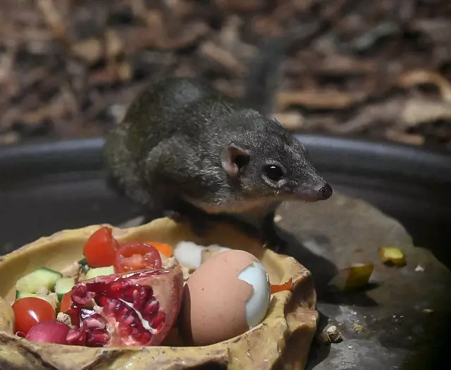 Tupaia ode rnördlichen Spitzhörnchen
