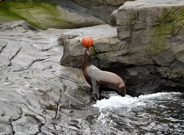 Seelöwen können gut balancieren