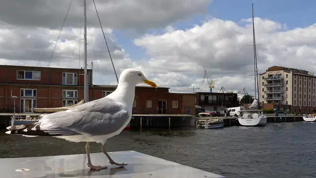 Silbermöwen sind am Alten Hafen fast allgegenwärtig. Foto: Helmut Kuzina