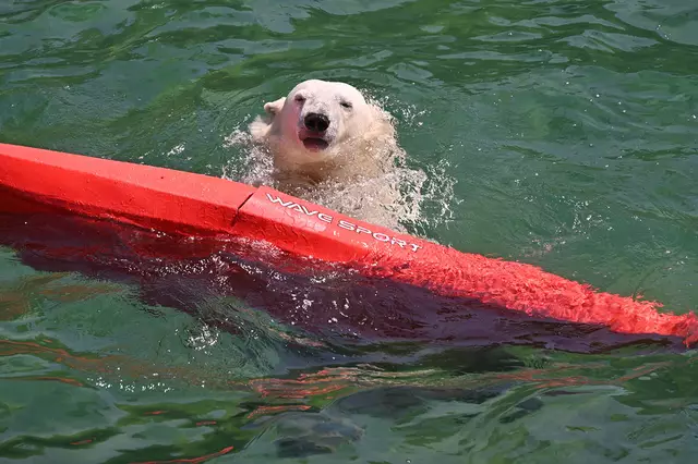 Dieser Eisbär liebt ein Surfbrett