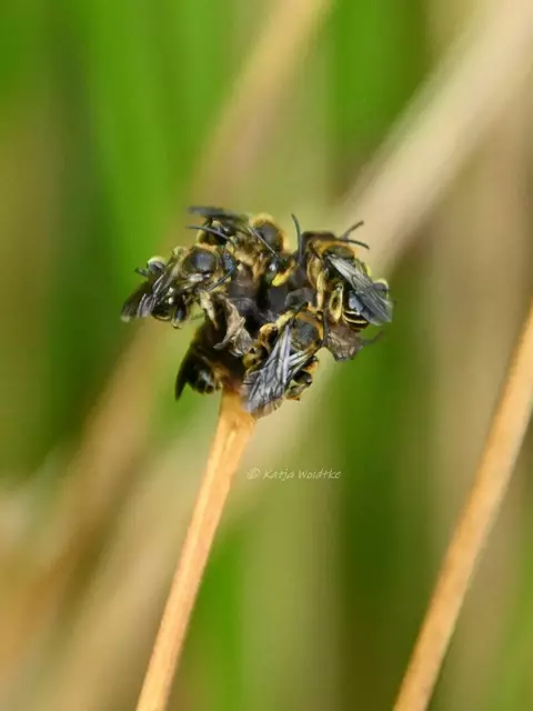 Garten im Jahreslauf - Juni (Foto: Katja Woidtke)

Großes Krabbeln im kleinen Garten  | Foto: Katja Woidtke