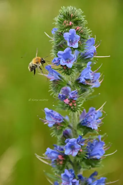 Garten im Jahreslauf - Juni (Foto: Katja Woidtke)

Großes Krabbeln im kleinen Garten  | Foto: Katja Woidtke