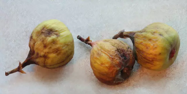 Fallobst der 'Gebirgsfeige' (Ficus afghanistanica)