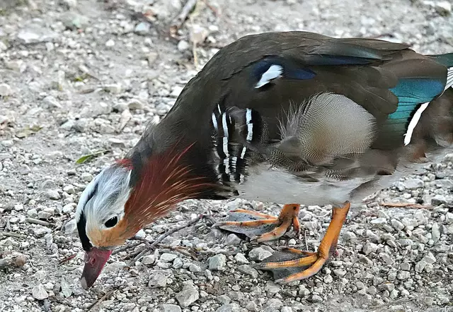 Wie ein gerupftes Huhn: Tag für Tag verliert Mandy sein buntes Federkleid. Der Kopfschmuck fehlt schon fast völlig.