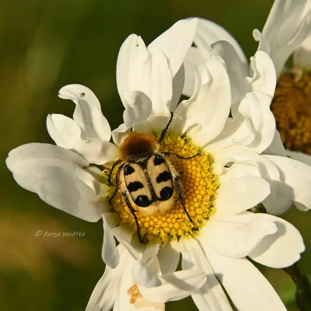 Garten im Jahreslauf - Juni (Foto: Katja Woidtke)

Großes Krabbeln im kleinen Garten  | Foto: Foto: Katja Woidtke