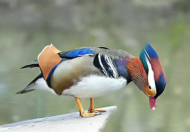 Was für ein prächtiges Bild bot er im Vergleich dazu noch vor kurzer Zeit