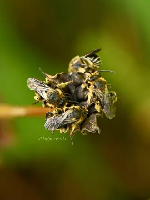 Garten im Jahreslauf - Juni (Foto: Katja Woidtke)

Großes Krabbeln im kleinen Garten  | Foto: Foto: Katja Woidtke