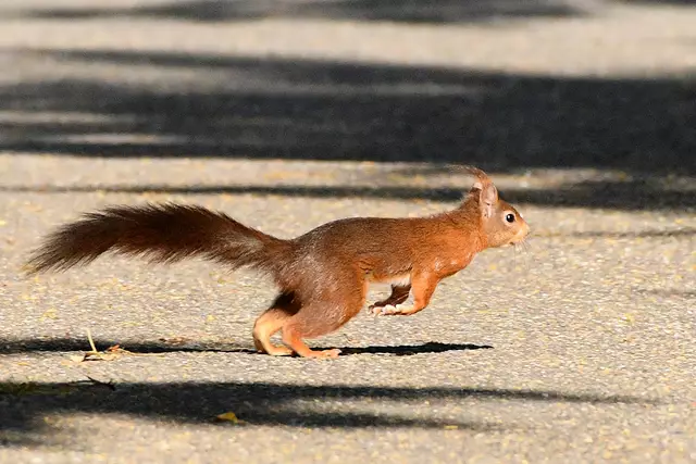 Foto: Copyright Andreas Schäfer