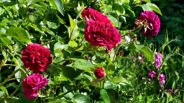 Über die Staudenblüten erhebt sich die Englische Beetrose und versucht, alle anderen zu übertrumpfen. Foto: Helmut Kuzina