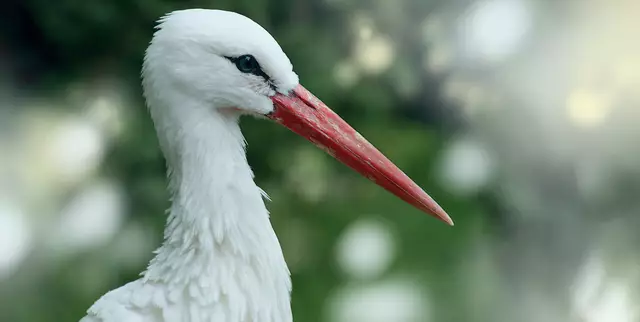 Der 'Weißstorch' (Ciconia ciconia), auch 'Klapperstorch' genannt, wurde in Deutschland sowohl 1984 als auch 1994 zum Vogel des Jahres gewählt.