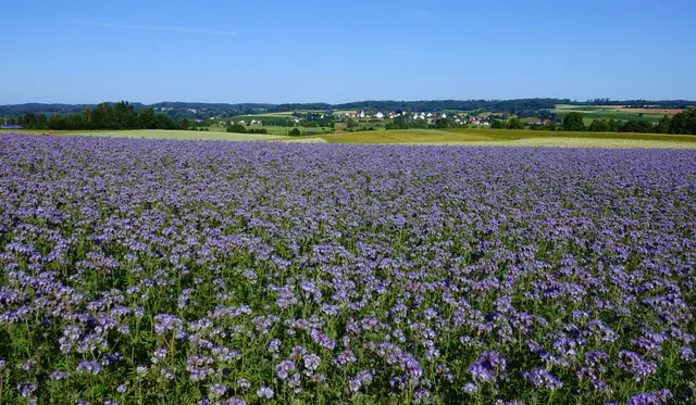 Die Bienenweiden verleihen der Landschaft einen ganz besonderen Zauber