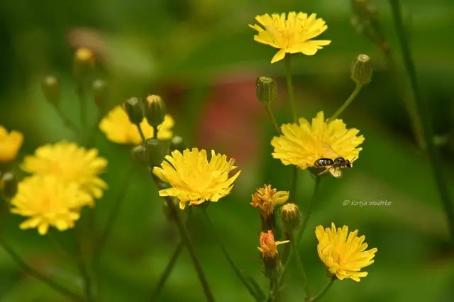 Garten im Jahreslauf - Juni (Foto: Katja Woidtke)

Großes Krabbeln im kleinen Garten  | Foto: Katja Woidtke