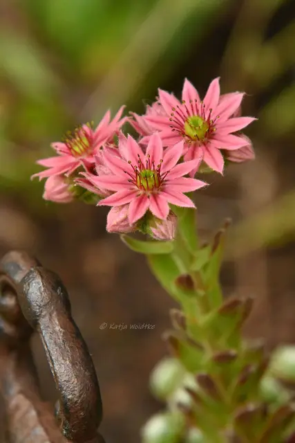 Garten im Jahreslauf - Juni (Foto: Katja Woidtke)

Großes Krabbeln im kleinen Garten  | Foto: Katja Woidtke