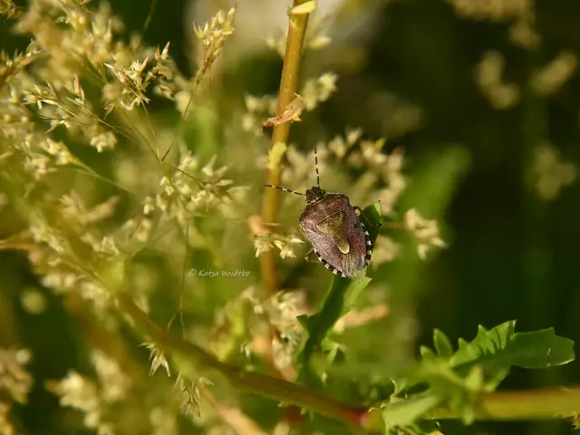 Garten im Jahreslauf - Juni (Foto: Katja Woidtke)

Großes Krabbeln im kleinen Garten  | Foto: Katja Woidtke