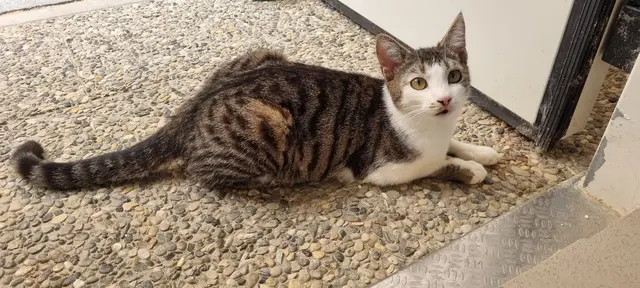 Santo | Foto: Sabine Pollok