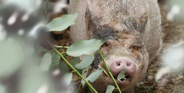 Mit großer Wahrscheinlichkeit handelt es sich hier um ein neuseeländisches 'Kunekuneschwein', was übersetzt "fett und rund" bedeutet.