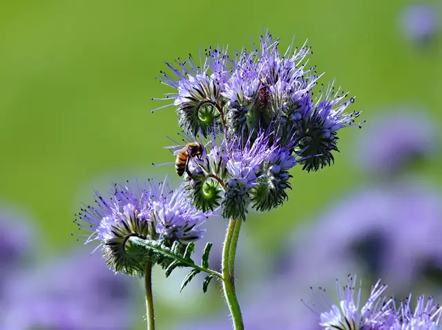 Bienen kommen zu Tausenden auf die nektarreichen Blüten
