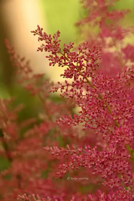 Garten im Jahreslauf - Juni (Foto: Katja Woidtke)

Großes Krabbeln im kleinen Garten  | Foto: Katja Woidtke