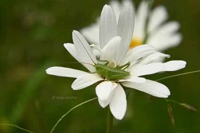Garten im Jahreslauf - Juni (Foto: Katja Woidtke)

Großes Krabbeln im kleinen Garten  | Foto: Katja Woidtke