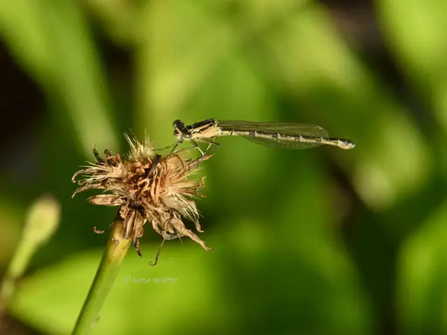 Garten im Jahreslauf - Juni (Foto: Katja Woidtke)

Großes Krabbeln im kleinen Garten  | Foto: Katja Woidtke