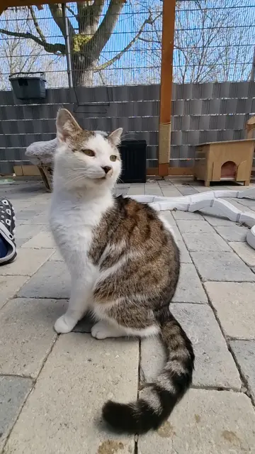 Loki | Foto: Sabine Pollok