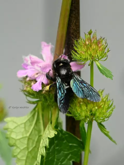 Garten im Jahreslauf - Juni (Foto: Katja Woidtke)

Großes Krabbeln im kleinen Garten  | Foto: Katja Woidtke