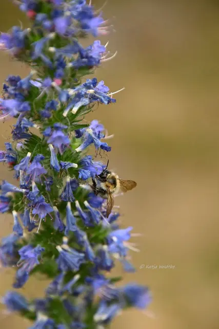 Garten im Jahreslauf - Juni (Foto: Katja Woidtke)

Großes Krabbeln im kleinen Garten  | Foto: Katja Woidtke