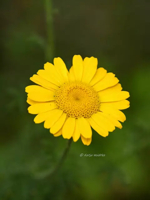 Garten im Jahreslauf - Juni (Foto: Katja Woidtke)

Großes Krabbeln im kleinen Garten  | Foto: Katja Woidtke