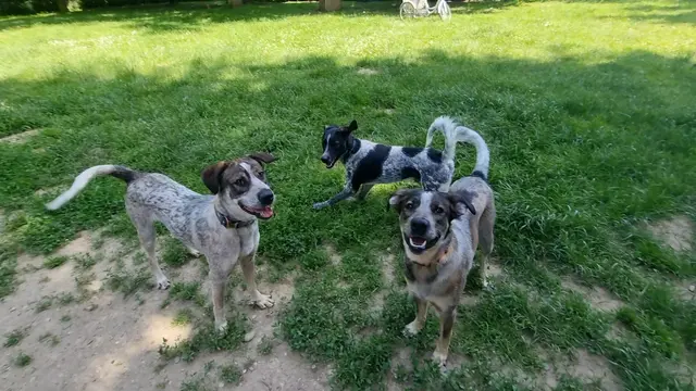 Eddi, Emil und Elvis | Foto: Sabine Pollok