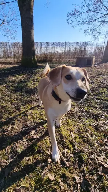 Loredana | Foto: Tierheim Höchstädt