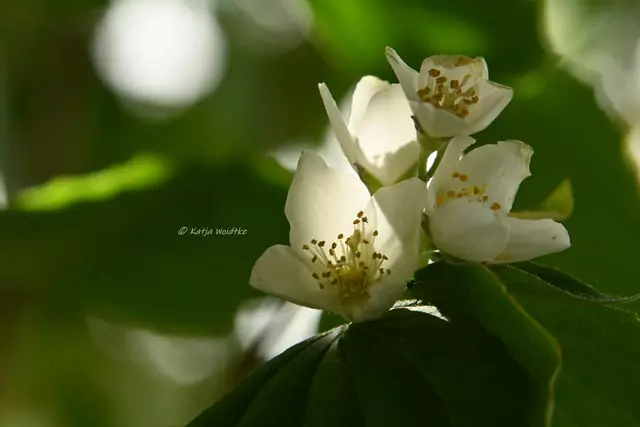 Garten im Jahreslauf - Juni (Foto: Katja Woidtke)

Großes Krabbeln im kleinen Garten  | Foto: Katja Woidtke