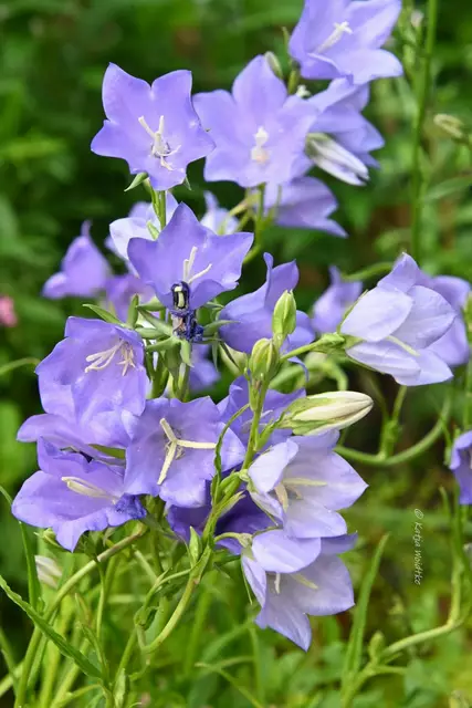 Garten im Jahreslauf - Juni (Foto: Katja Woidtke)

Großes Krabbeln im kleinen Garten  | Foto: Katja Woidtke