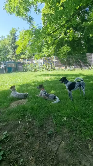 Eddi, Elvis und Emil | Foto: Sabine Pollok