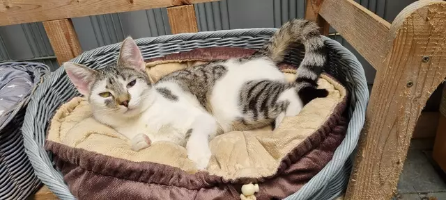 Silas | Foto: Sabine Pollok