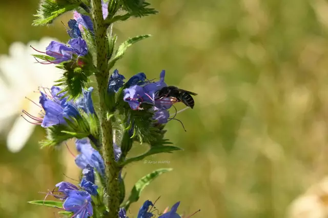 Garten im Jahreslauf - Juni (Foto: Katja Woidtke)

Großes Krabbeln im kleinen Garten  | Foto: Katja Woidtke
