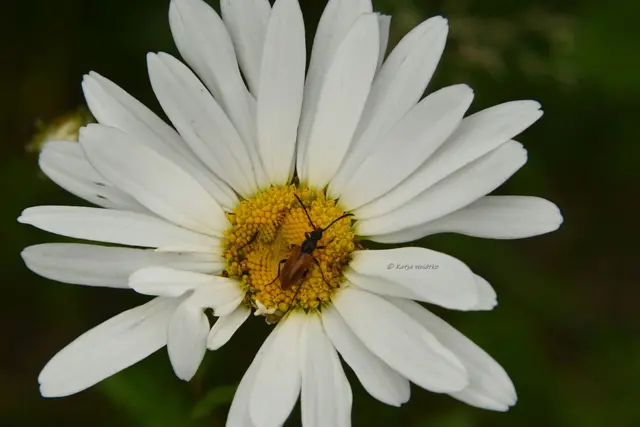 Garten im Jahreslauf - Juni (Foto: Katja Woidtke)

Großes Krabbeln im kleinen Garten  | Foto: Katja Woidtke