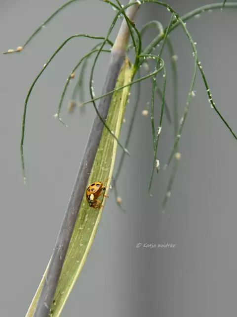 Garten im Jahreslauf - Juni (Foto: Katja Woidtke)

Großes Krabbeln im kleinen Garten  | Foto: Katja Woidtke