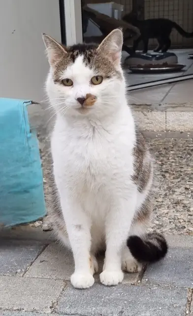 Loki | Foto: Sabine Pollok