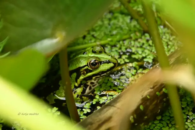 Garten im Jahreslauf - Juni (Foto: Katja Woidtke)

Großes Krabbeln im kleinen Garten  | Foto: Katja Woidtke