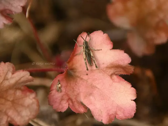 Garten im Jahreslauf - Juni (Foto: Katja Woidtke)

Großes Krabbeln im kleinen Garten  | Foto: Katja Woidtke