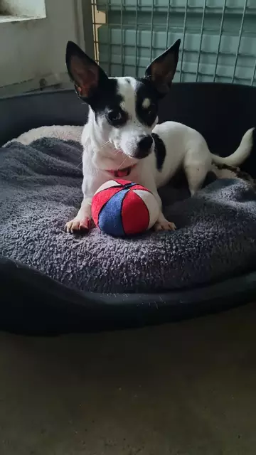 Bonny | Foto: Sabine Pollok