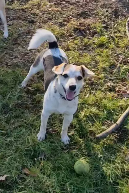 Lucia | Foto: Tierheim Höchstädt