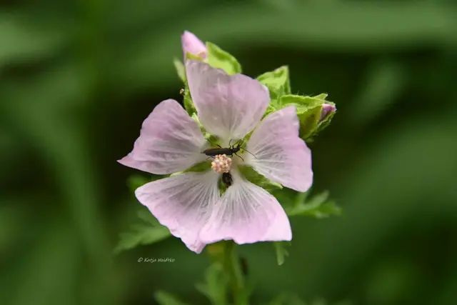 Garten im Jahreslauf - Juni (Foto: Katja Woidtke)

Großes Krabbeln im kleinen Garten  | Foto: Katja Woidtke