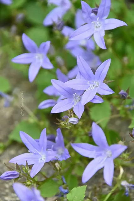 Garten im Jahreslauf - Juni (Foto: Katja Woidtke)

Großes Krabbeln im kleinen Garten  | Foto: Katja Woidtke
