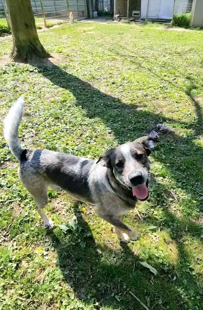 Elvis | Foto: Sabine Pollok