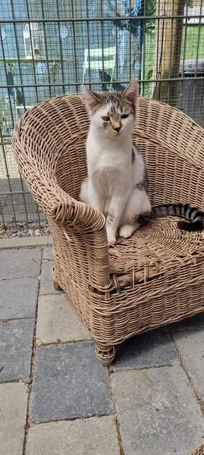 Silas | Foto: Sabine Pollok